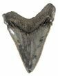 Serrated, Angustidens Tooth - Megalodon Ancestor #54143-1
